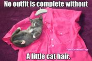 Cat Memes